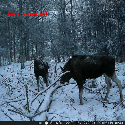 Nedis Ultra HD 4K vildtkamera med night vision, viser to elge i snedækket skov, rød [.REAL RECORDING], dato og temperatur.