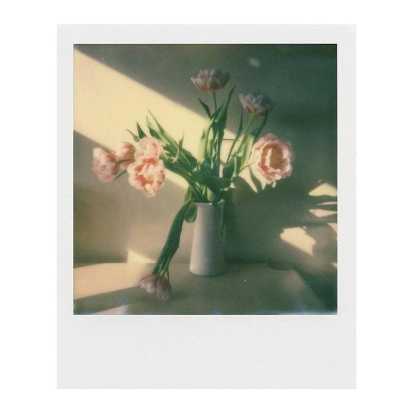 Lyserøde tulipaner i hvid vase fotograferet på Polaroid Film til Now og Onestep 2 i-Type Farve, sollys bagved.