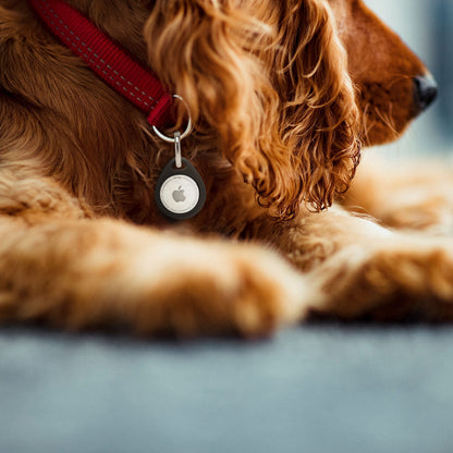 Hund med krøllet pels bærer rødt halsbånd med AirTag i sort AirTag Nøglering, ligger på grå overflade.