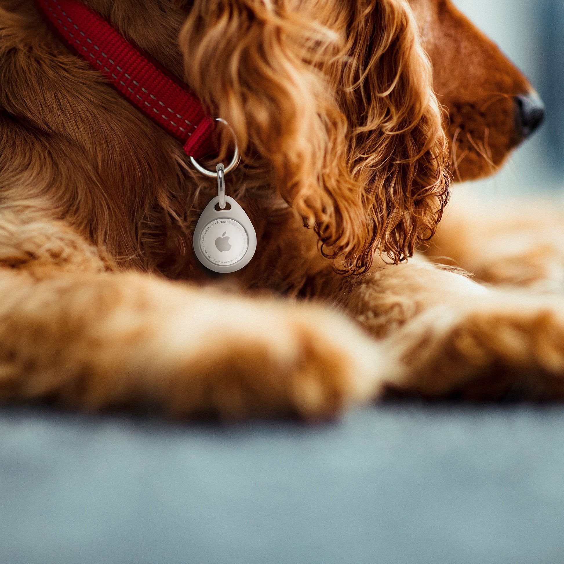 Hund med rødt halsbånd og Linocell AirTag Nøglering Grå på gulv, tæt på produktet.