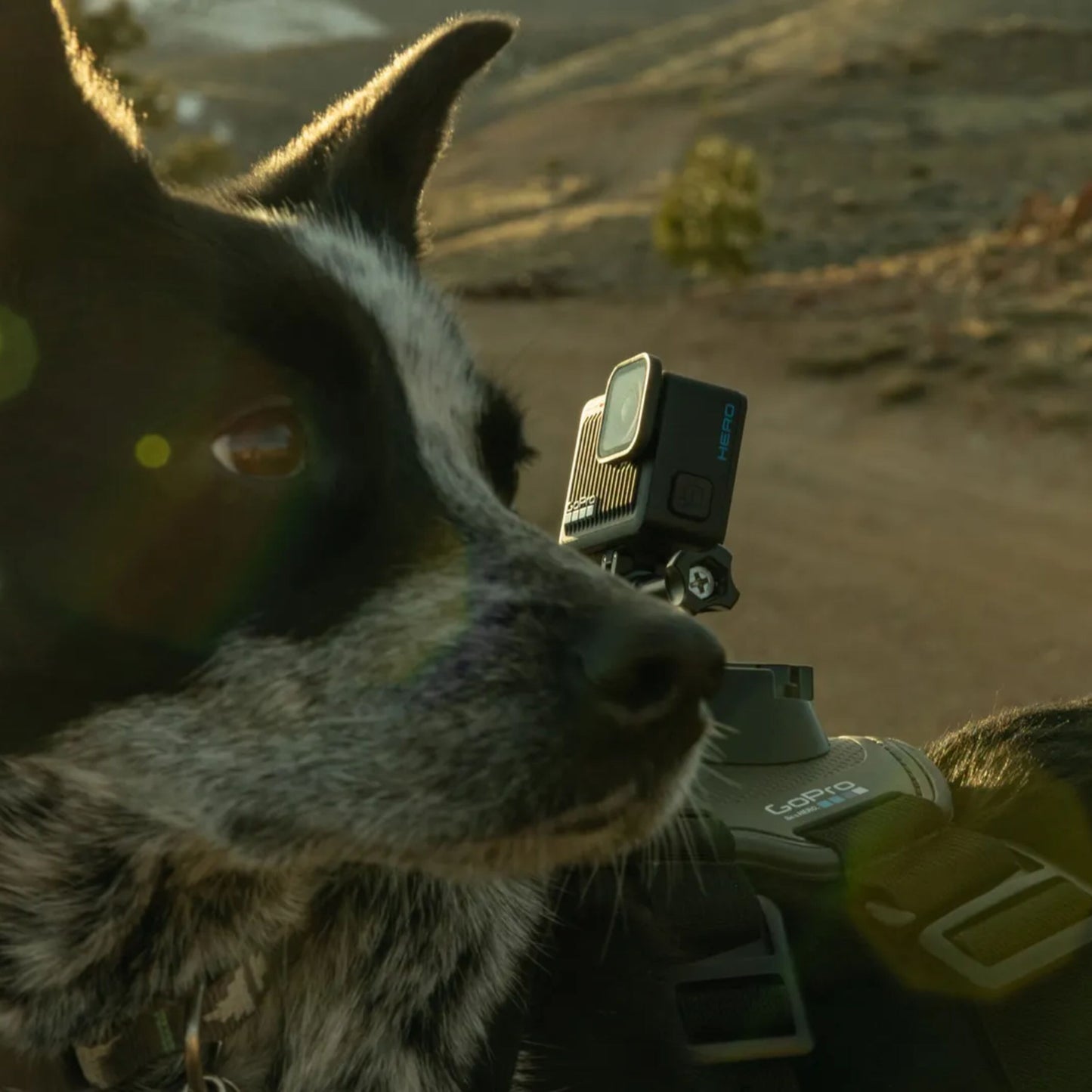 Sort-hvid hund med sele med GoPro HERO 4K actionkamera monteret, udendørs på sti, direkte sollys, ingen skygge.