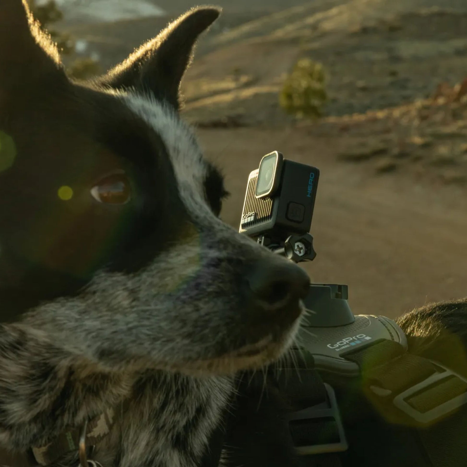 Sort-hvid hund med sele med GoPro HERO 4K actionkamera monteret, udendørs på sti, direkte sollys, ingen skygge.