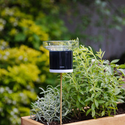 Netatmo regnsensor til vejrstation med klar glastragt opstillet blandt planter i træplantekasse.
