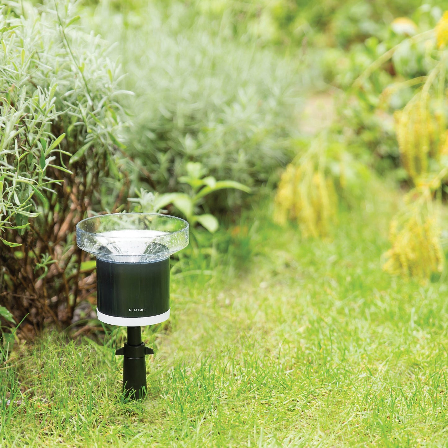 Netatmo Regnsensor sort/sølv til Netatmo vejrstation placeret i græs mellem grønne planter og gule blomster.