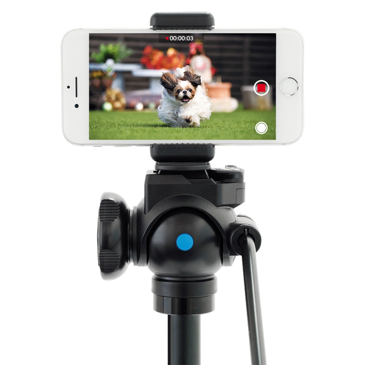 Velbon EX-230II stativ med mobilholder optager video af lille hund, smartphone viser hunden løbe på græs.