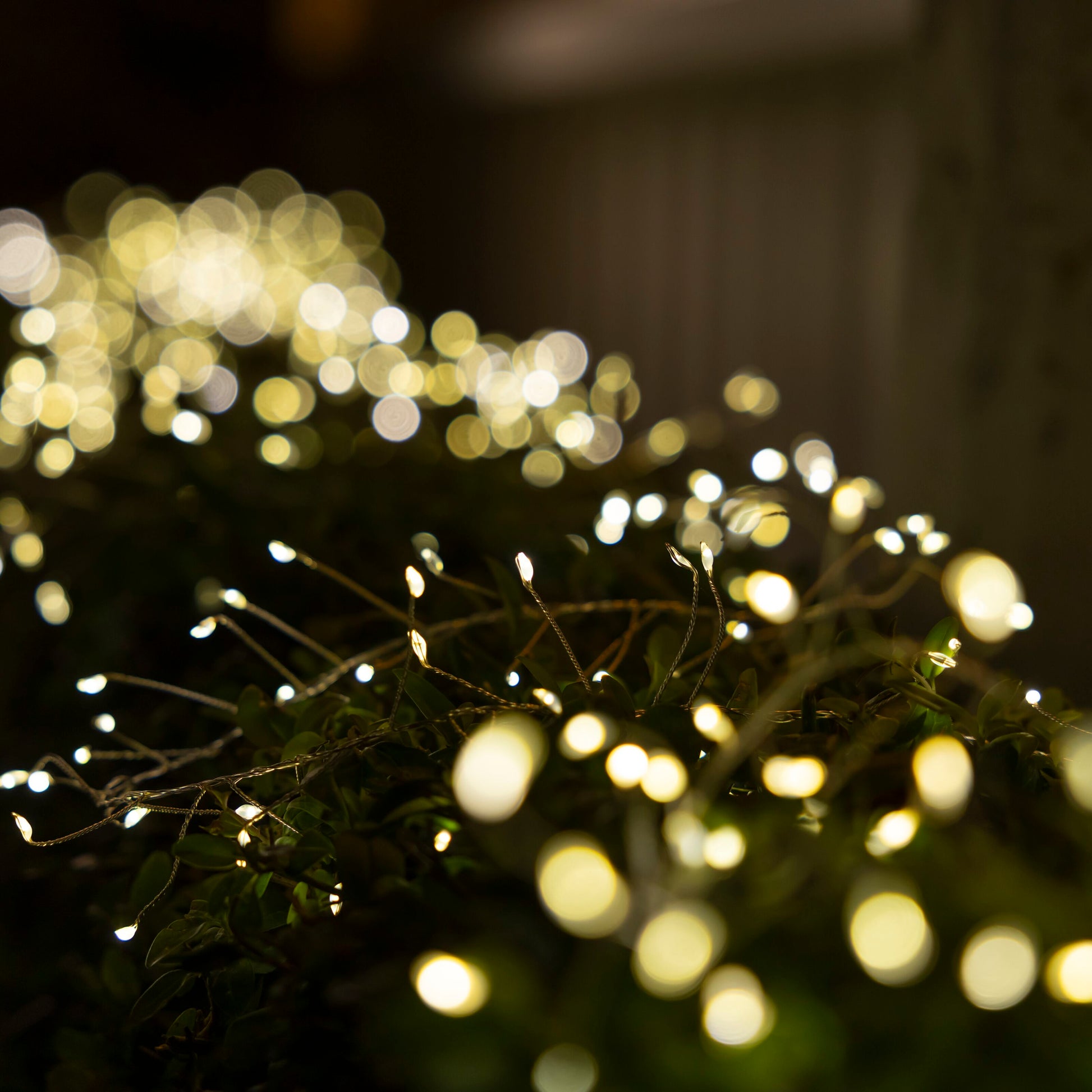 Lyskæde Kluster 460 LED 5m sølv, varm hvid glød over grønne grene, bokeh-effekt, dekorationsbelysning.