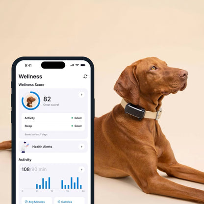 Tractive HUND 6 GPS-tracker halsbånd på brun hund, mobilskærm viser wellness score, aktivitet og søvndata.
