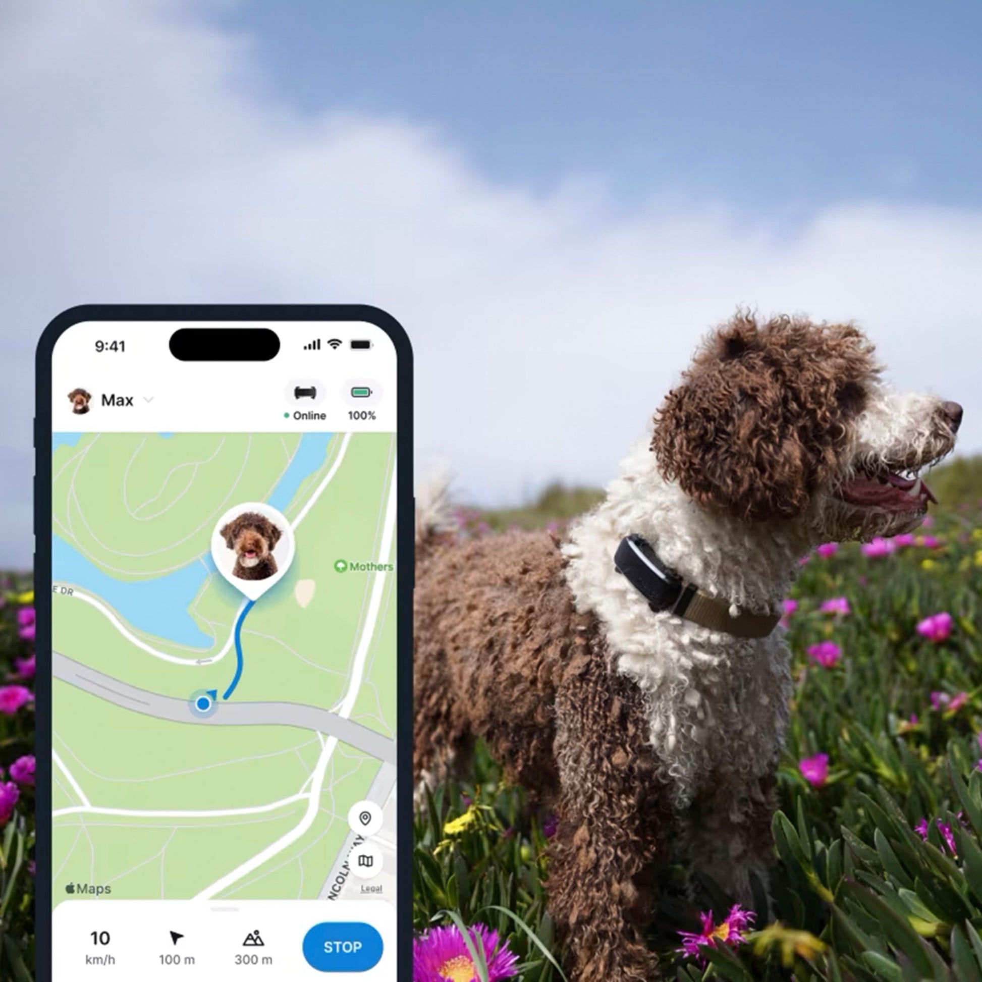 Tractive HUND 6 GPS-tracker brun/hvid på hund, smartphone viser placering i app med foto og navn.