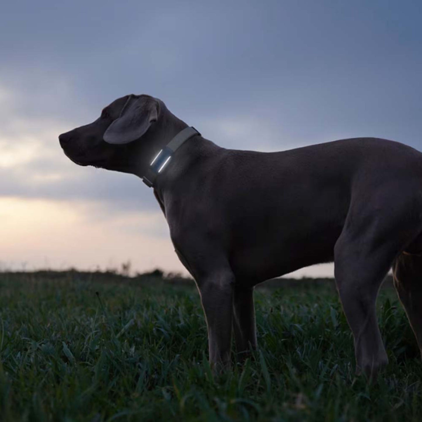 Hund med Tractive HUND 6 GPS-tracker på græs, til små lysende indikatorer synlige på enheden.