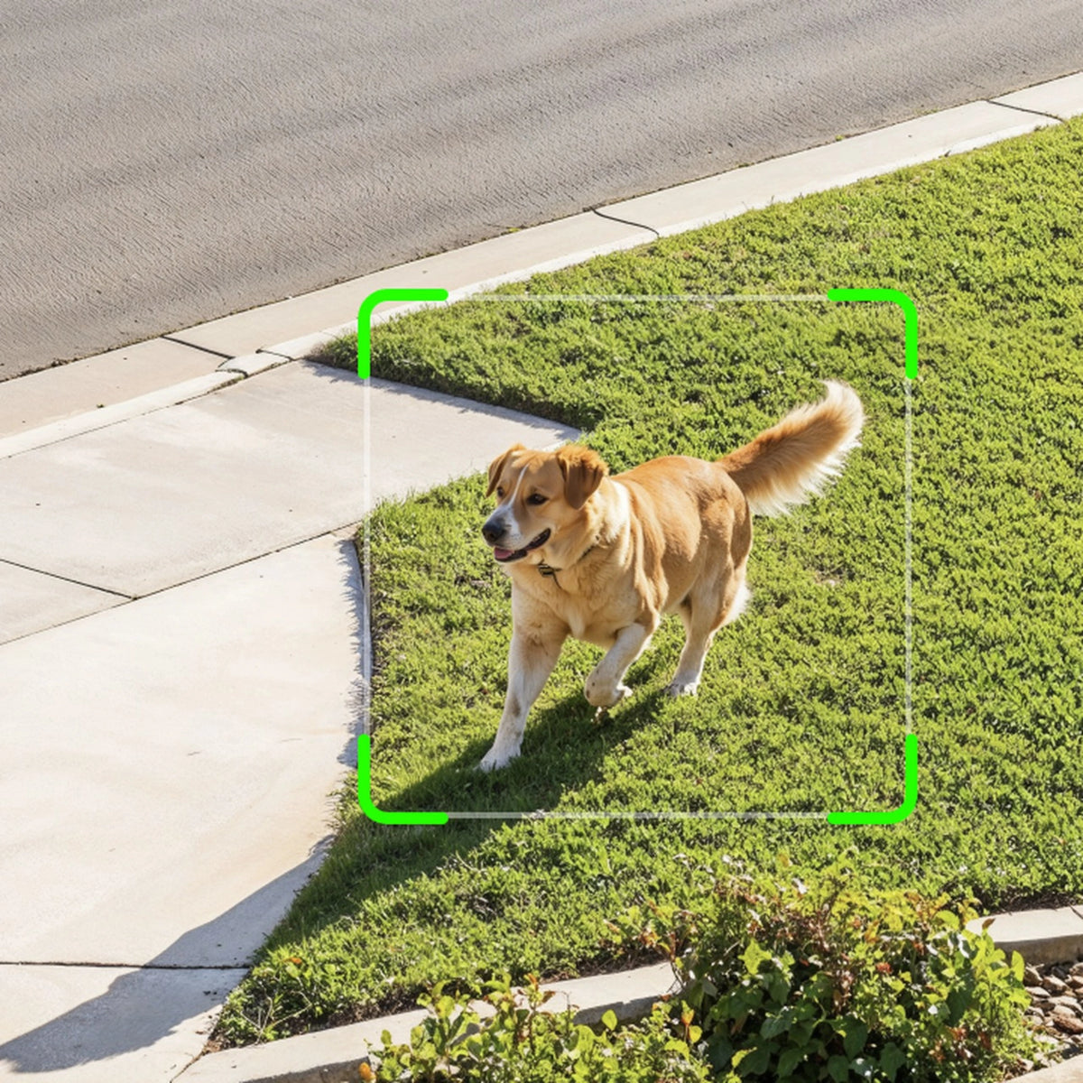 Reolink Argus Solar – udendørs, solcelledrevet overvågningskamera i hvid udgave fanger en golden retriever på græsset ved fortovet med digital markering.